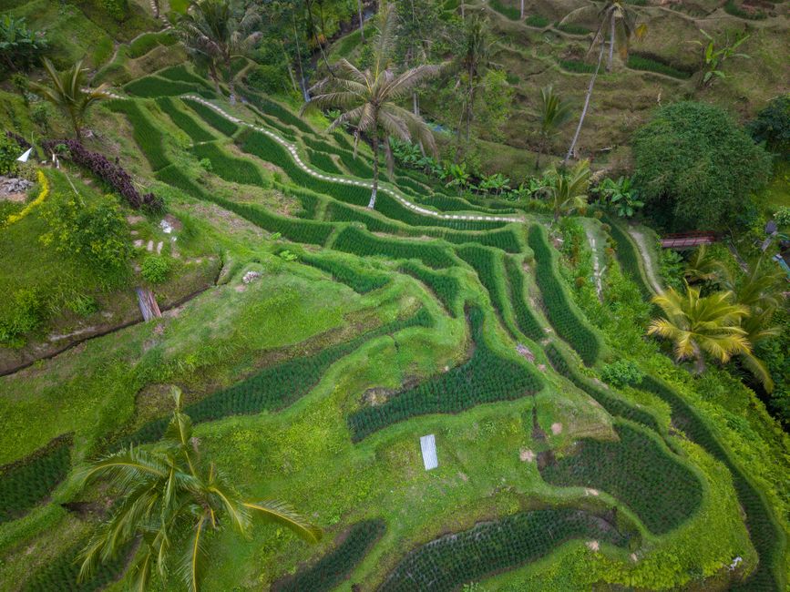 Bali rice terrace in Indonesia