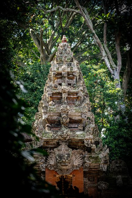 Ubud jungle in Bali