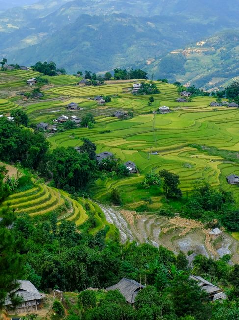 Rice terraces in Vietnam